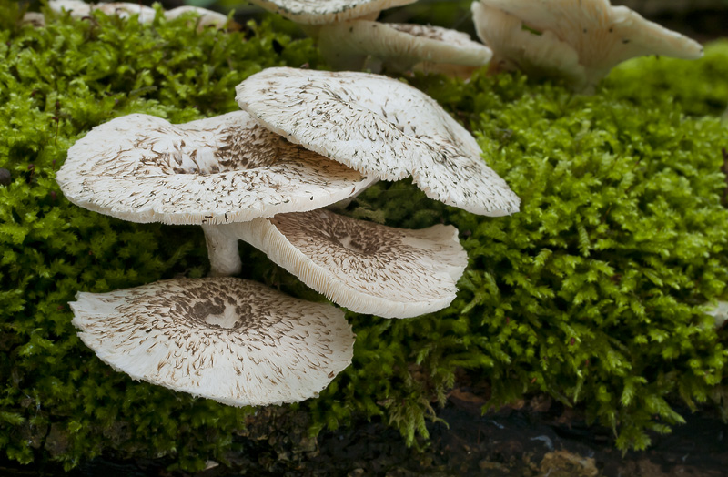 Lentinus tigrinus